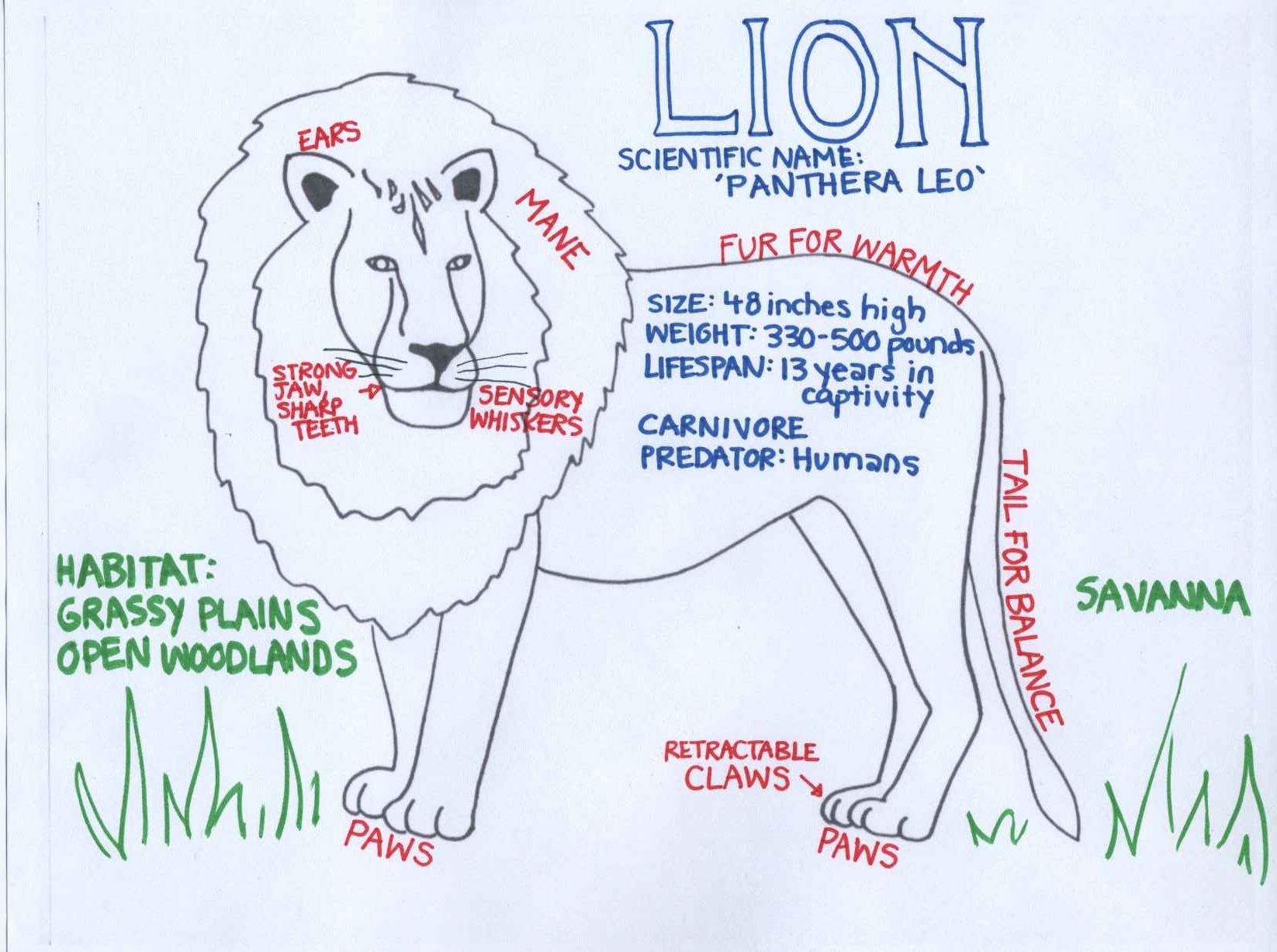 Lion - Zoo Animals (c) Kristen Dembroski