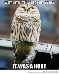 funny-owl-day-hoot