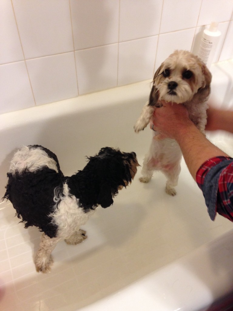 Doggy Bath (c) Kristen Dembroski