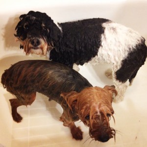 Doggy Bath (c) Kristen Dembroski